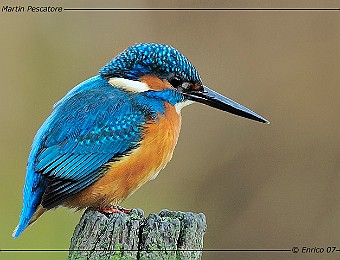 Animali 179